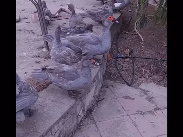 Голубая (лавандовая)