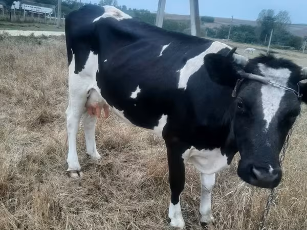 母牛, Holstein breed