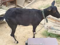 Dişi keçi, Alpine goat — foto 6