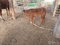 母牛, Red Estonian cattle — 照片 2