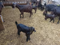 Ziege, Damask goat — Foto 7