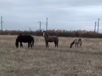 Кобыла, Лошади — фото 4