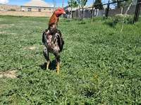 Chickens — 2-сурет