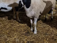 公羊, Dorper sheep — 照片 2