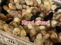 Chickens — फ़ोटो 2