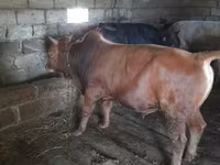 Toro, Ganado vacuno — foto 1