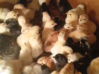 Chickens — फ़ोटो 2