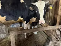 Bulle, Holstein-Rasse — Foto 1