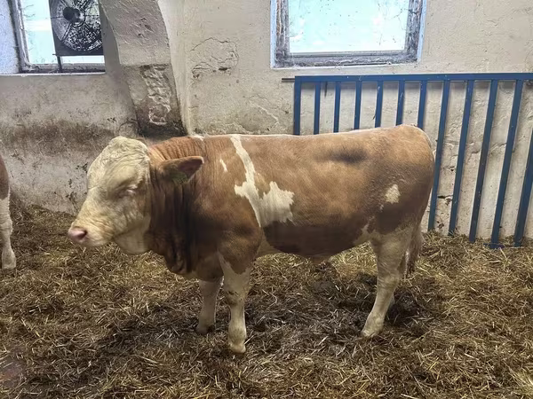 Toro, Simmental cattle