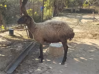 भेड़, भेड़ — फ़ोटो 1