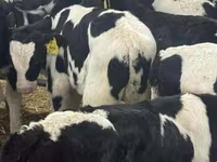 Rinder (Partie, Geschlecht nicht angegeben), Simmental cattle — Foto 6