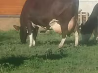Cow, Holstein breed — photo 2