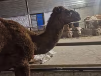 Camello, Camellos — foto 2