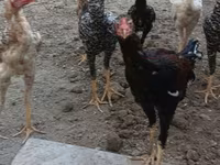 Chickens — 7-rasm