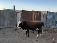 公牛, Kazakh White-headed cow — 照片 1