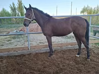 Бие, Kazakh horse — 2-сурет