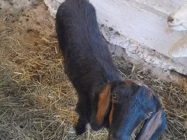 Dişi keçi, Nubian Goat