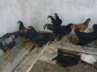 Australorp — Foto 2
