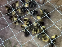Ducks — Foto 2