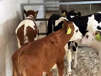 أبقار (دفعة، الجنس غير محدد), Simmental cattle — الصورة 3