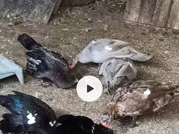 Ducks