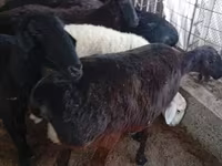 母羊, Hissar sheep — 照片 6