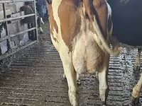 Kuh, Holstein-Rasse — Foto 2
