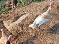 Turkeys — фото 1