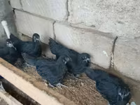 ऑस्ट्रेलॉर्प — फ़ोटो 6