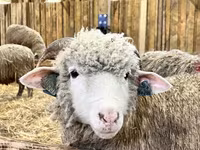 Qoç, Romanov sheep — foto 3