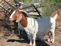 Billy Goat, Boer goat — photo 1