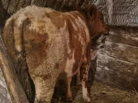 Bulle, Simmental cattle — Foto 3