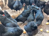 Australian Pit Game fowl — photo 1