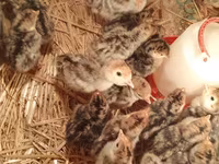 Turkeys — Foto 3