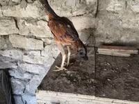 Chickens — 1-сурет