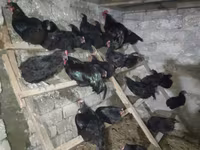 Australorp — Foto 7