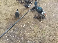 डोमेस्टिक मस्कोवी — फ़ोटो 5
