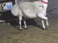 Qoç, Blackheaded Persian sheep — foto 2