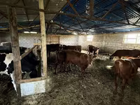 Bulle, Simmental cattle — Foto 5
