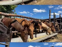 فرس, Horse breed — الصورة 3