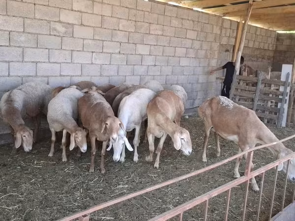 نعجة, Hissar sheep