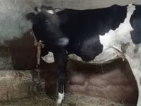 Sigir, Russian Black pied cattle — 2-rasm