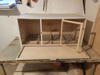 Papuqay,dovşan,hamster,şinşila,bildirçin,cücə,xamyak,pişik,quş,tısbağa — फ़ोटो 3