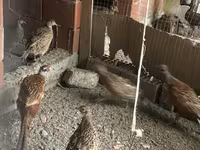 Quails — foto 1