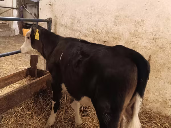 Vaca, Aberdeen-Angus