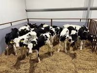 Bull, Cattle — photo 2