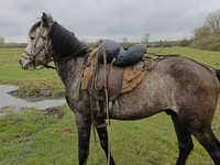 Hengst, Azerbaijan horse — Foto 4