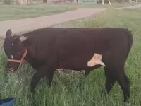 Kuh, Simmental cattle — Foto 6