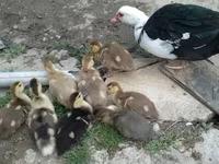 Hausente — Foto 3