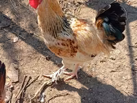 Chickens — Foto 4